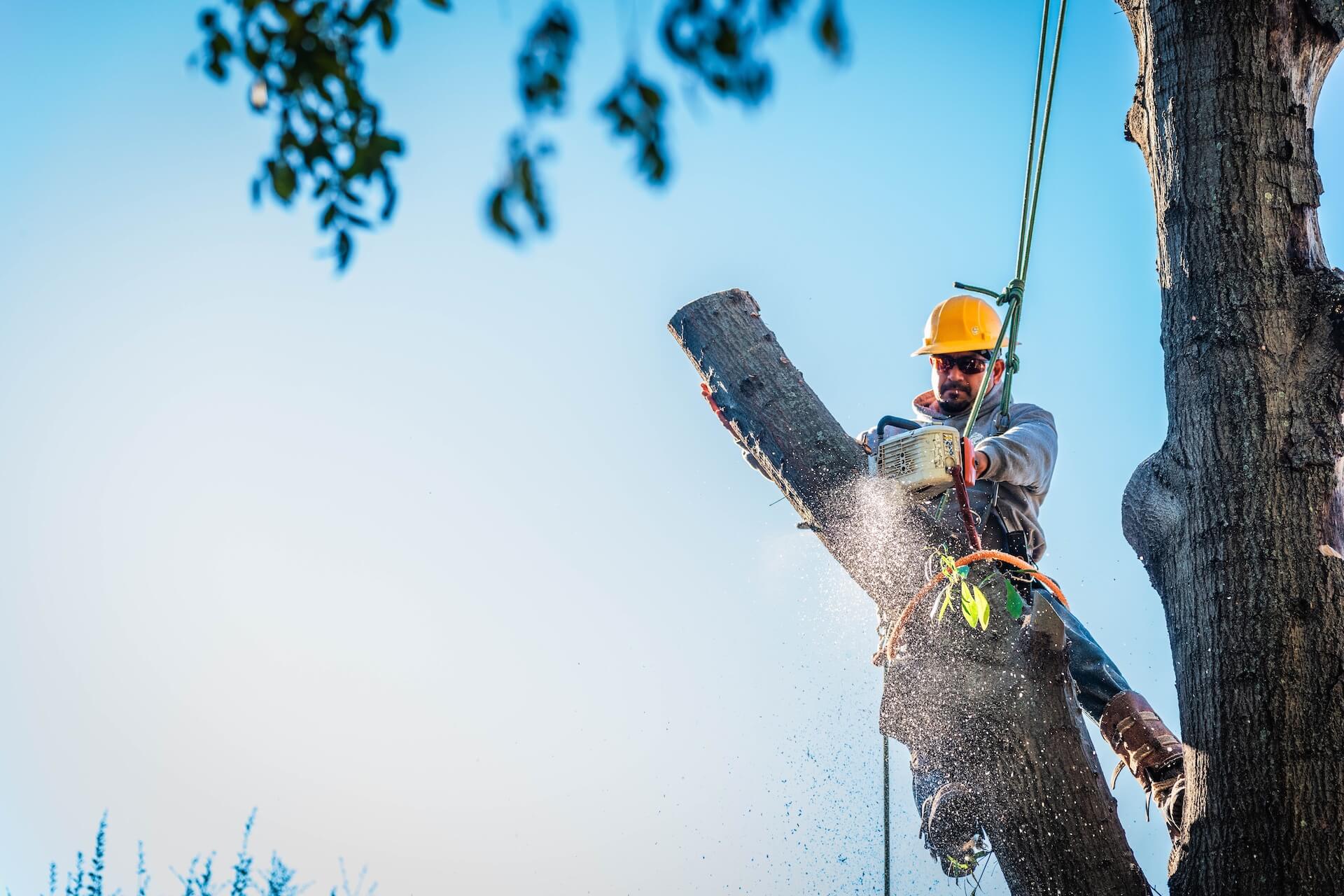 ◆sala tree◆ Oklahoma City Tree Removal | Professional Tree Cutting Service
